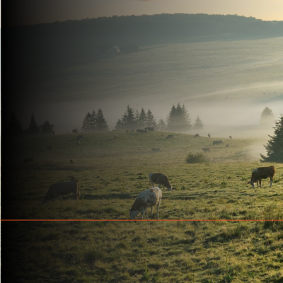 Harley Davidson Abenteuer: Die ultimative Motorradroute nach Aubrac
